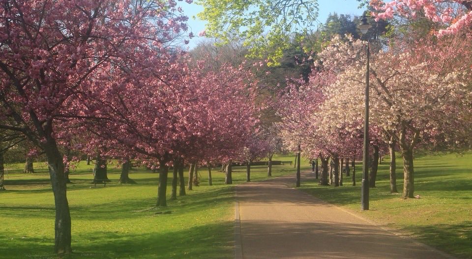 Cherry trees in blossom in Pontypool Park